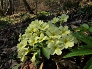 Benedetta primavera sui sentieri per il Monte Ubione da Ubiale-18mar23 - FOTOGALLERY